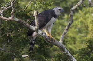 Un águila real descubierta en la reserva ecológica Taricaya en Perú Un águila real vista en un árbol en la reserva ecológica Taricaya en Perú