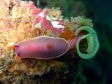 Nudibranch laying eggs