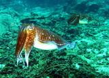 Pharoah cuttlefish