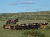 Ein Nomadenmädchen beim Hüten der Ziegen mongolei-menschenrechte-ziegen