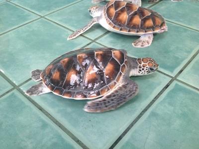 Kæmpeskildpadder i Thailand Havskildpadder i Thailand