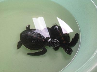 Skildpaddeunger i Thailand Unger af kæmpeskildpadder i Thailand