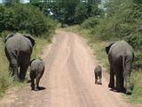 Elephants Elephants
