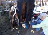 Milking the cow!