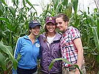 Planting trees in a cornfield