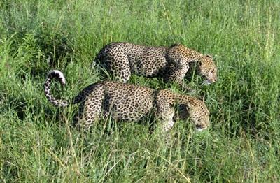 Leopards Leopards