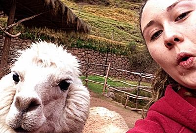 Cool Lamas in Peru Cool Lamas in Peru