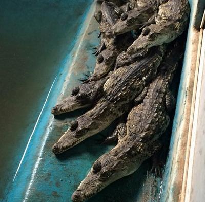 Crocodiles Crocodiles