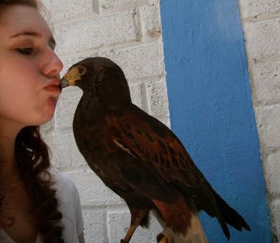Falcon