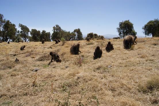 Voluntaria de Projects Abroad en Etiopía Simien mountains, en el norte de Etiopía Pasando un rato con los monos.