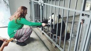 Voluntariado en China con Panda Voluntaria con Pandas en China