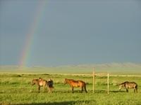 La steppe mongole La steppe mongole