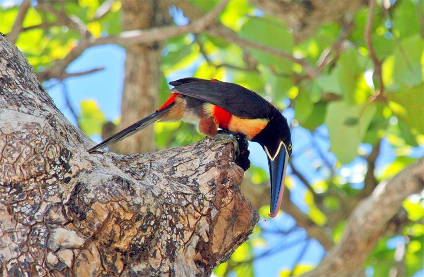 Costa Rica – Fugleelskeres farverige paradis Costa Rica – Fugleelskeres farverige paradis