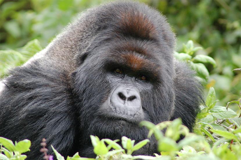 Uganda – Bjerggorillaer i disen Uganda – Bjerggorillaer i disen