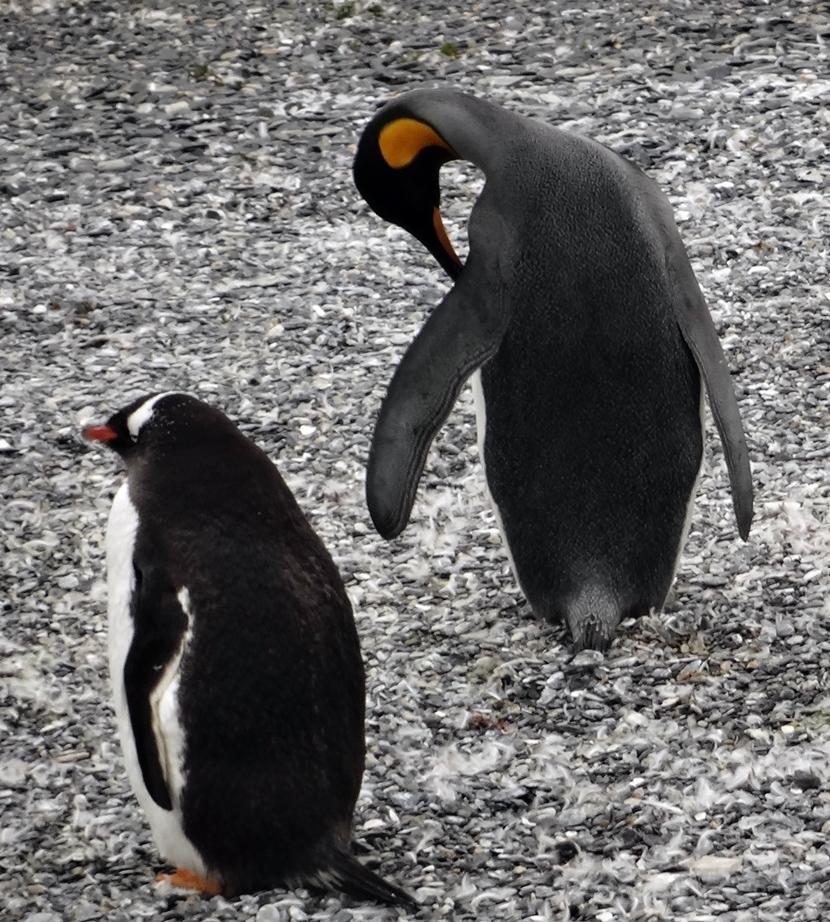 Penguins Penguins