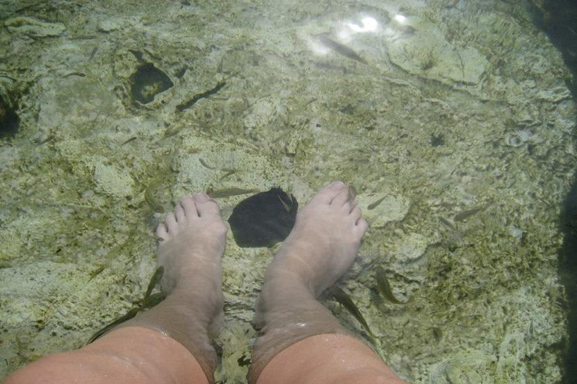 Fiskespa i Mexico Fisk og fødder i Mexico