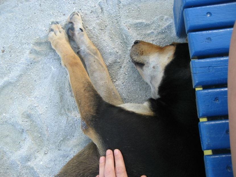 Hund på belizisk ø Hund tager en slapper på ø i Caribien