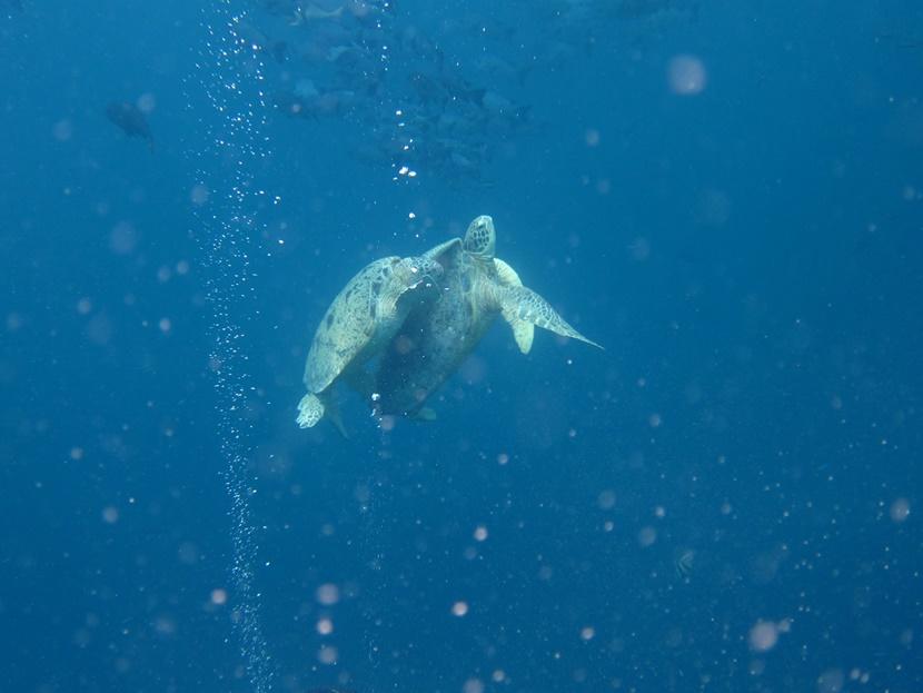 Havskildpadde på svømmetur Flot dyreliv