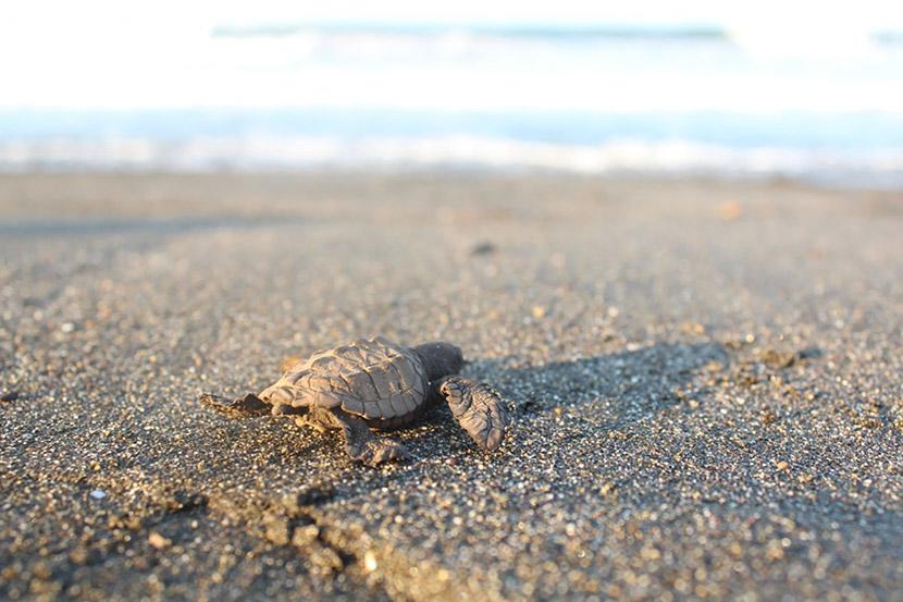 Una cría de tortugas hacia el mar Una cría de tortuga se escabulle a través de una playa en México hasta el mar