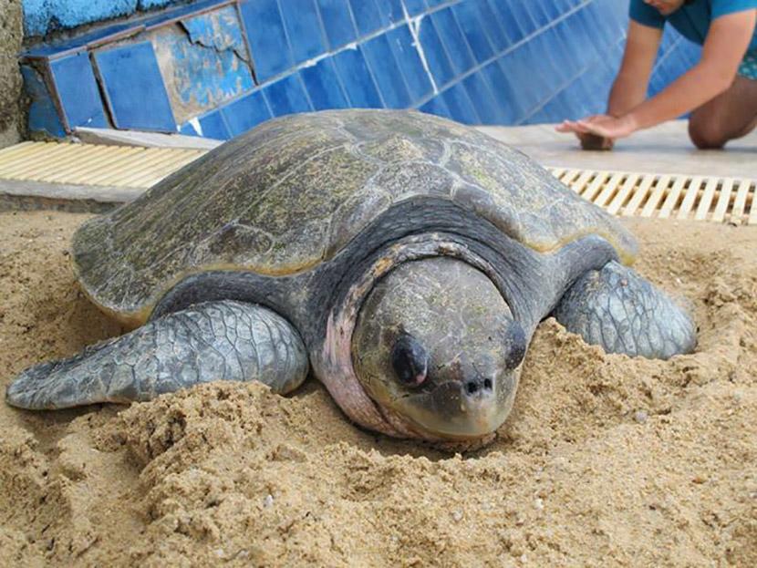 Una tortuga madre pone sus huevos Una madre pone nidos de tortugas en el proyecto de Conservación de Tortugas en México de Projects Abroad