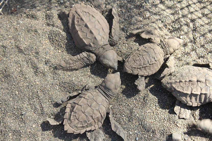 Crías de tortuga en su nido artificial Crías de tortugas en el Proyecto de Conservación de Tortugas en México