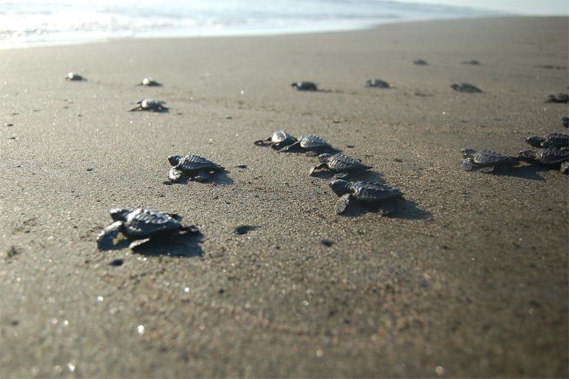 Crías de tortugas al mar arrastrando los pies Crías de tortugas en el Proyecto de Conservación de Tortugas en México
