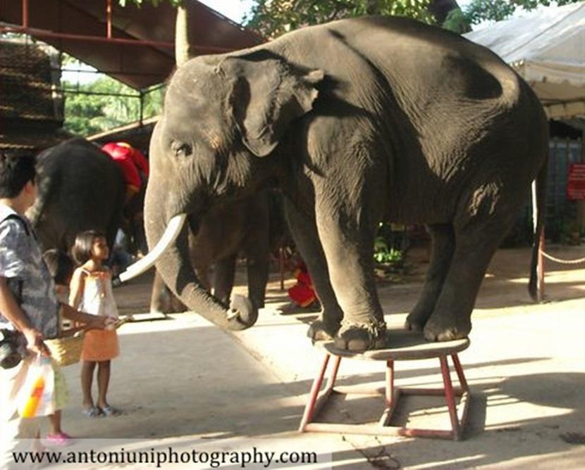 Un elefante costretto a lavorare nel settore turistico Un elefante addomesticato si esibisce