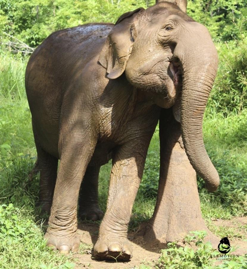 Un esemplare di elefante sfinito dallo sfruttamento turistico Un elefante stanco in seguito al trasporto di persone