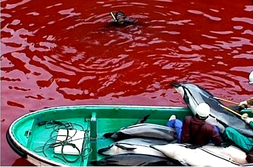 Una strage di delfini in Giappone Il massacro di delfini in Giappone