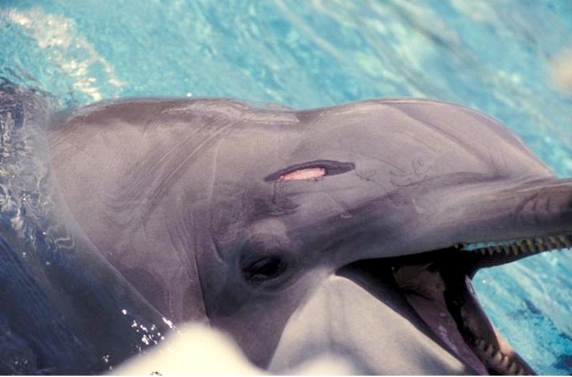 Un delfino ferito in cattività I delfini in cattività presentano ferite