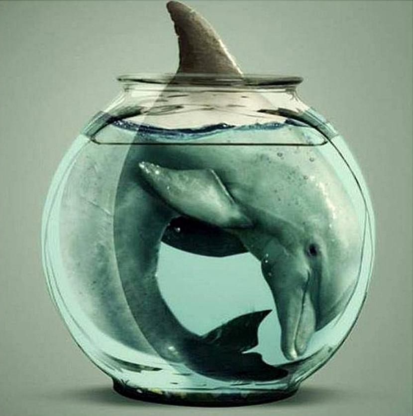 Un delfino in cattività si sente così Quello che prova un delfino in cattività