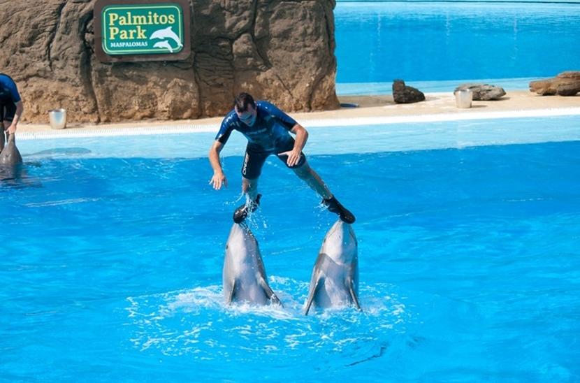 I delfini si esibiscono durante uno show delfini durante uno spettacolo