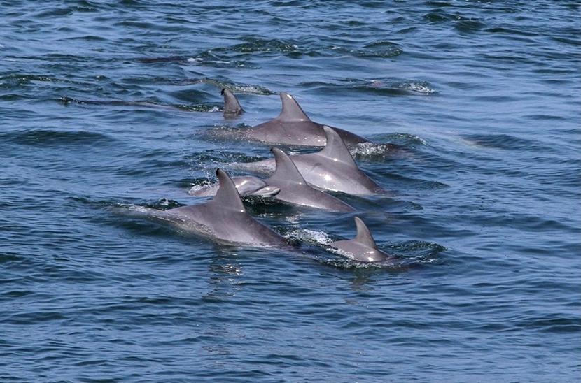 Esemplari di delfino in natura Dlefini nuotano in libertà