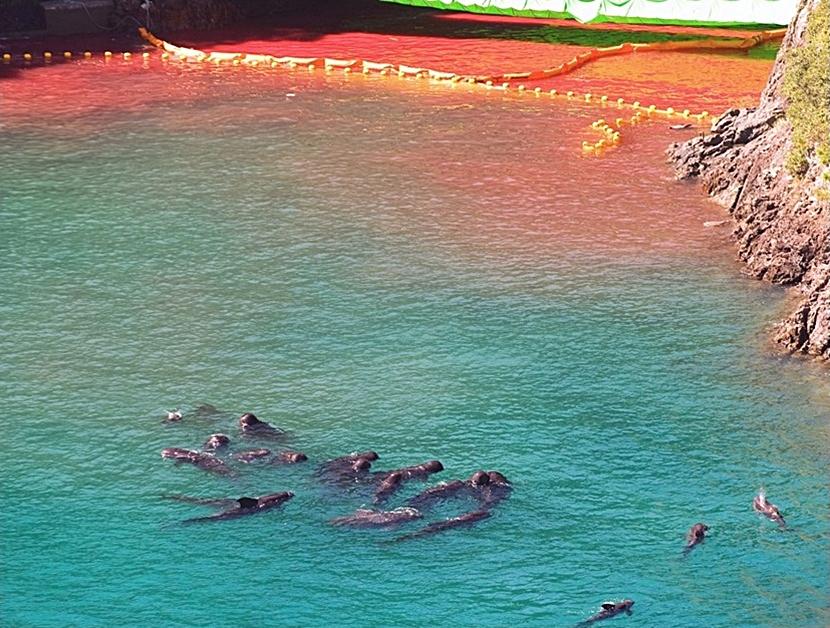 La cattura dei delfini in Giappone Taiji, Giappone