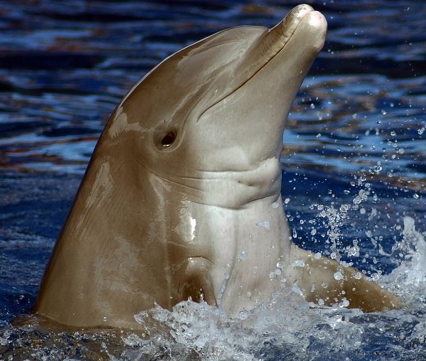 Un delfino sorridente Il sorriso dei delfini