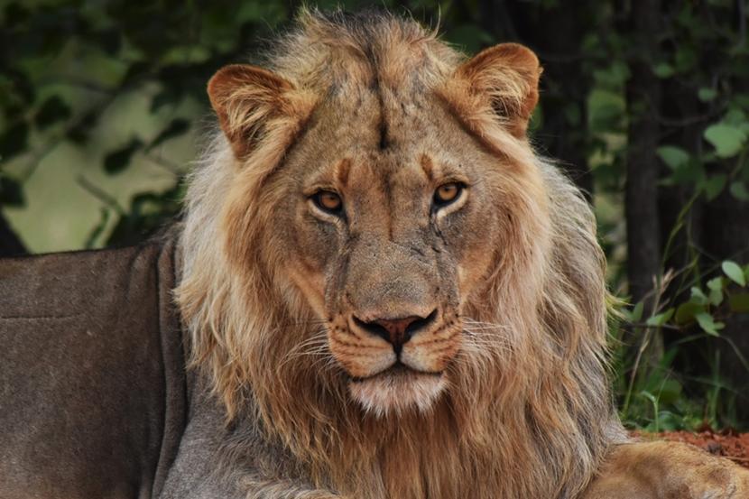 Primo piano di un leone Un leone del Sudafrica