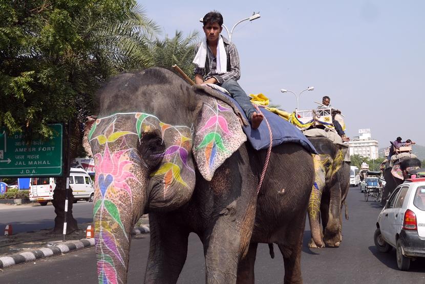 Gita sulle spalle di un elefante in Asia Gita sulle spalle di un elefante