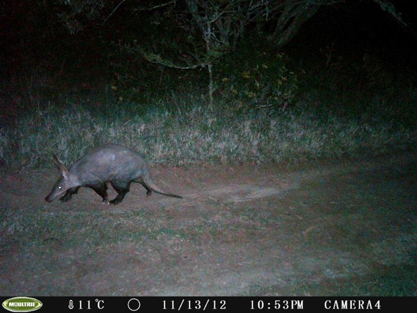 Aardvarken in Kenia Verborgen camera foto van een aardvarken op het natuurbehoud project in Kenia van Projects Abroad
