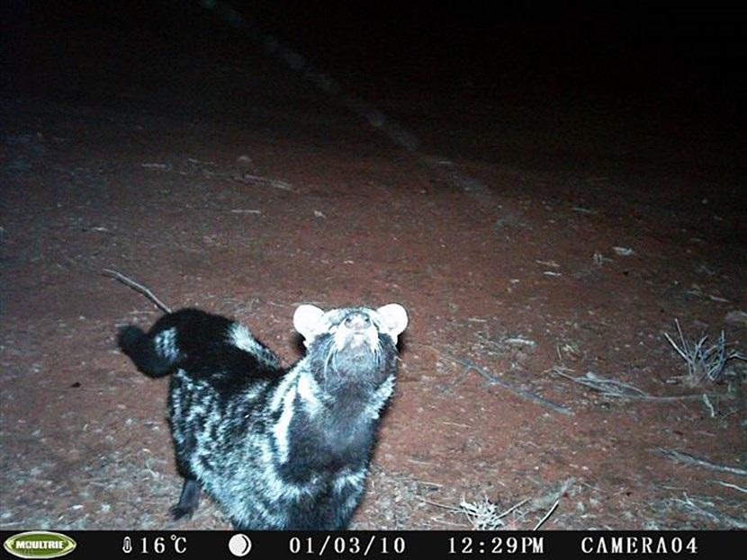 Afrikaanse civetkat in Botswana Verborgen camera foto van een Afrikaanse civetkat op het natuurbehoud project in Botswana van Projects Abroad