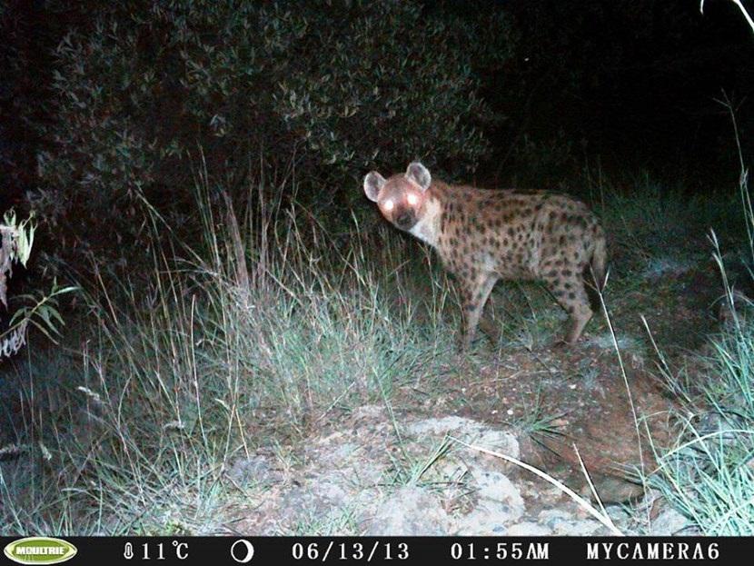 Gevlekte hyena in Kenia Verborgen camera foto van een gevlekte hyena op het natuurbehoud project in Kenia van Projects Abroad