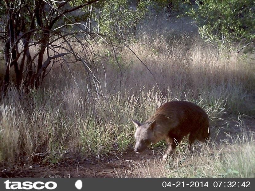 Bruine hyena in Botswana Verborgen camera foto van een hyena op natuurbehoud project in Botswana van Projects Abroad