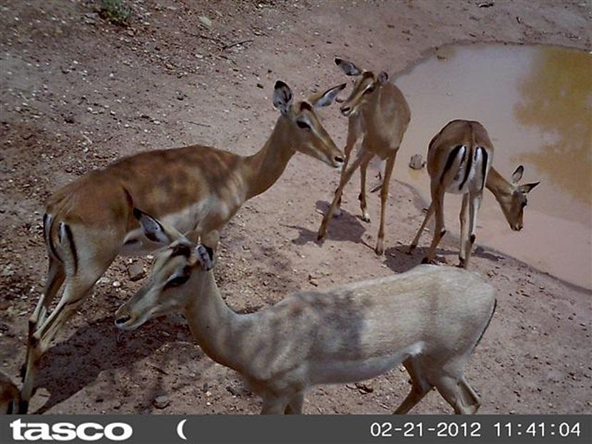 Impala’s in Botswana Verborgen camera foto van impala’s op het natuurbehoud project in Botswana van Projects Abroad