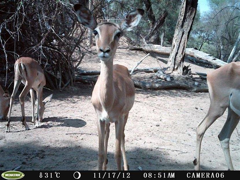 Impala’s in Botswana Verborgen camera foto van impala’s op het natuurbehoud project in Botswana van Projects Abroad