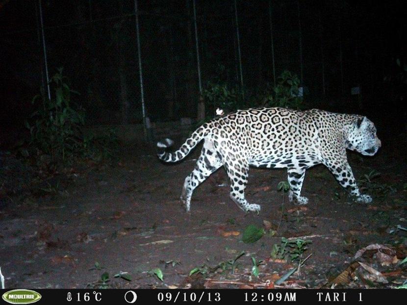 Jaguar in Peru Verborgen camera foto van een jaguar op natuurbehoud project in Peru van Projects Abroad