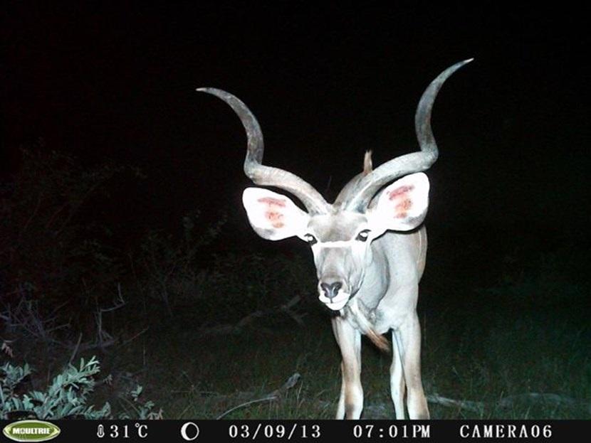 Koedoe in Botswana Verborgen camera foto van een koedoe op het natuurbehoud project in Botswana van Projects Abroad