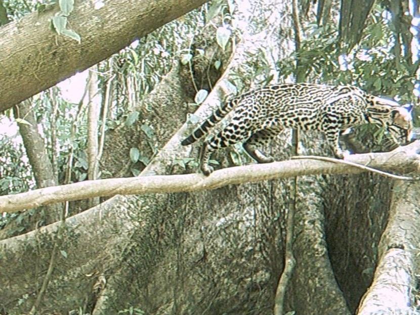 Ocelot in Peru Verborgen camera foto van een ocelot op het natuurbehoud project in Peru van Projects Abroad