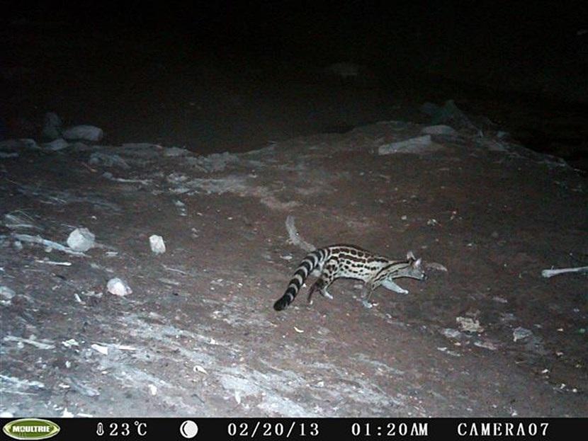 Tijgergenet in Botswana Verborgen camera foto van een Tijgergenet op natuurbehoud project in Botswana van Projects Abroad