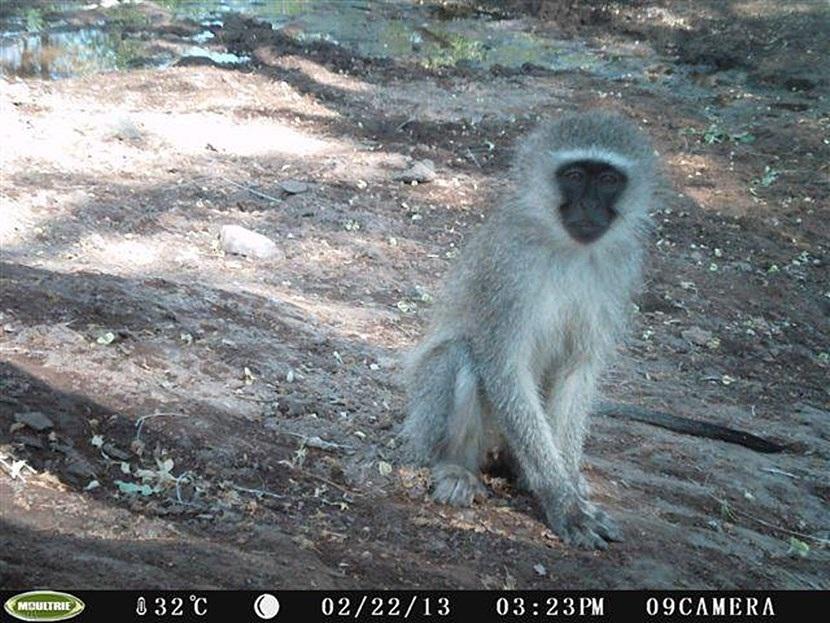 Vervet in Botswana Verborgen camera foto van een Blauw aap op het natuurbehoud project in Botswana van Projects Abroad