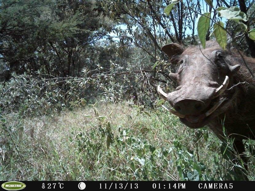 Wrattenzwijn in Kenia Verborgen camera foto van een wrattenzwijn op het natuurbehoud project in Kenia van Projects Abroad