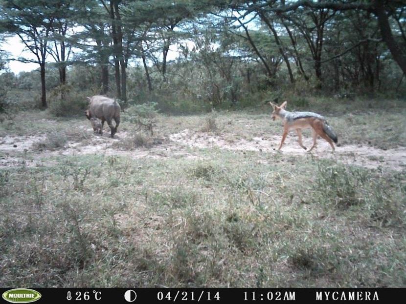 Zadeljakhals in Kenia Verborgen camera foto van een zadeljakhals op het natuurbehoud project in Kenia van Projects Abroad